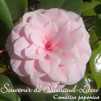 Kamelie "Souvenir de Bahuaud-Litou" - Camellia jap. - 4 bis 5-jährige Pflanze (64)
