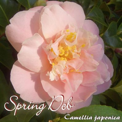 Kamelie "Spring Deb" - Camellia japonica - 4 bis 5-jährige Pflanze (185)