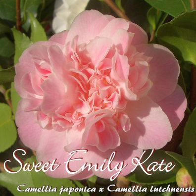 Kamelie "Sweet Emily Kate" - Camellia jap. x lutchuensis - 4 bis 5-jährige Pflanze