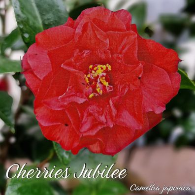 Kamelie "Cherries Jubilee" - Camellia japonica - 3-jährige Pflanze (298)