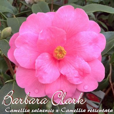 Kamelie "Barbara Clark" - Camellia saluensis x reticutata - 4 bis 5-jährige Pflanze