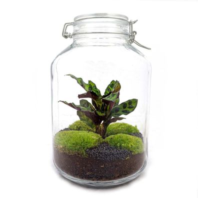 Flaschengarten "Mason Jar" - DIY-Pflanzenterrarium - 28 cm hoch - Ausfüh