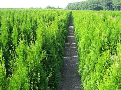 Thuja Smaragd 16 Stück Lebensbäume 100 bis 120 cm Höhe inkl Versand 250 Euro