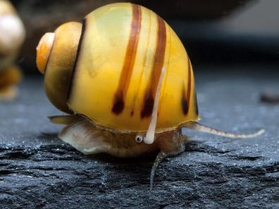 Zebra Apfelschnecke Asolene Spixi Schnecke Aquariumschnecke gelb-schwarz DNZ