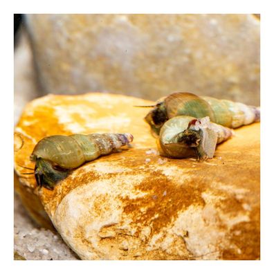 1x Indische Turmdeckelschnecke TDS Schnecke Aquariumschnecke DNZ