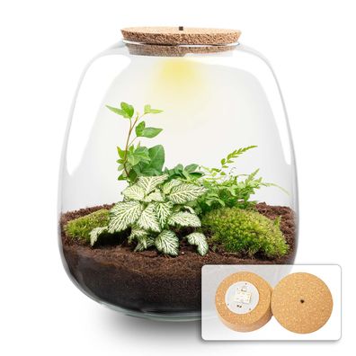 Pflanzenterrarium 'Nora' - Fittonia White Tiger mit LED-Kork - Ø23cm - 25 cm - ?