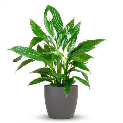 Spathiphyllum mit Viber grau - Ø21cm - 70-80cm - Zimmerpflanze - Immergrün