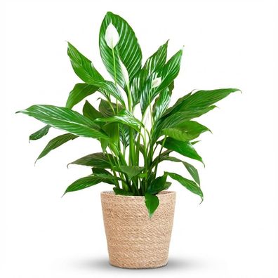 Spathiphyllum mit Korb Sofia natur - Ø21cm - 70-80cm - Zimmerpflanze - Immergrün
