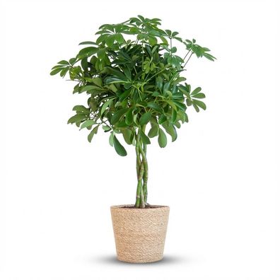 Schefflera Arab Nora mit Korb Sofia natur - Ø21cm - 70-80cm - Zimmerpflanze - Imm