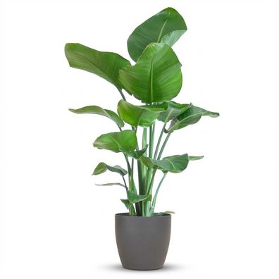 Strelitzia Nicolai mit Viber-Topf Grau - Ø21cm - 70-80cm - Zimmerpflanze - Immerg