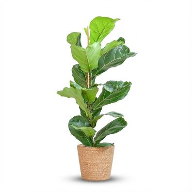 Ficus Lyrata mit Korb Sofia natur - Ø21cm - 70-80cm - Zimmerpflanze - Immergrün