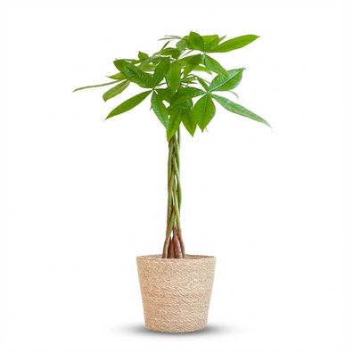 Pachira Aquatica mit Sofia-Korb natur - Ø21cm - 70-80cm - Zimmerpflanze - Immergrün