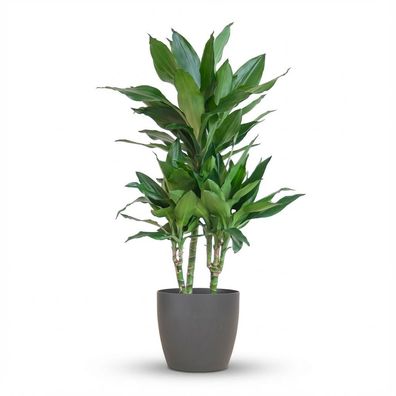 Dracaena Janet Lindt mit Viber grau - Ø21cm - 85-95cm - Zimmerpflanze - Immergrün