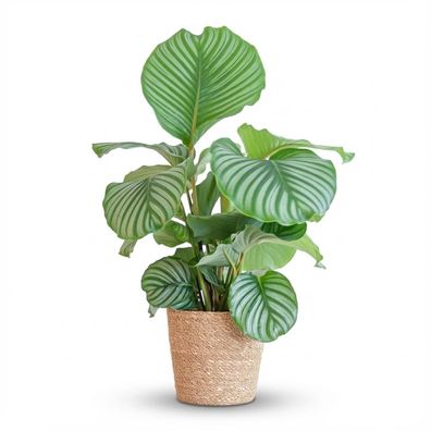 Calathea Orbifolia mit Sofia-Korb natur - Ø21cm - 55-65cm - Zimmerpflanze - Immer