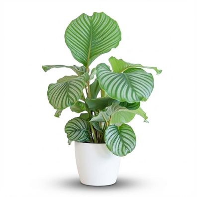 Calathea Orbifolia mit Viber Weiß - Ø21cm - 55-65cm - Zimmerpflanze - Immergrün