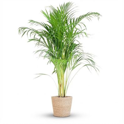 Areca Palme (Dypsis) mit Sofia-Korb natur - Ø21cm - 90-100cm - Zimmerpflanze - Im