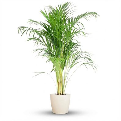 Areca Palme (Dypsis) mit Viber Weiß - Ø21cm - 90-100cm - Zimmerpflanze - Immergrün