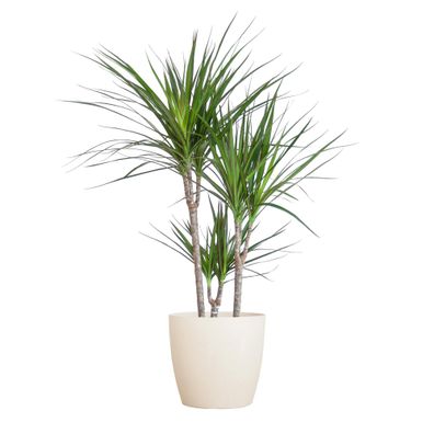 Dracaena Marginata mit Viber Weiß - Ø21cm - 85-95cm - Zimmerpflanze - Immergrün