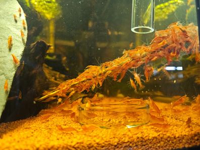10x Neocaridina davidi "Red Fire" / rote Garnele Aquarium DNZ