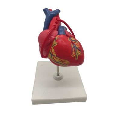 3B Scientific Menschliche Anatomie Klassik-Herz, G05, 3B Smart Anatomy