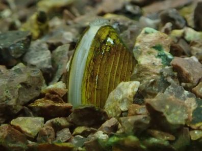Tropische Muschel „Zwergrillen“ - Kleine Süßwassermuschel für Aquarium & Aquascaping