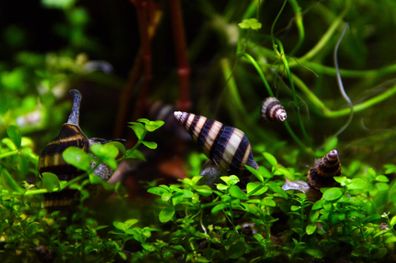 Raubturmdeckelschnecke, Anentome helena 10 Stück
