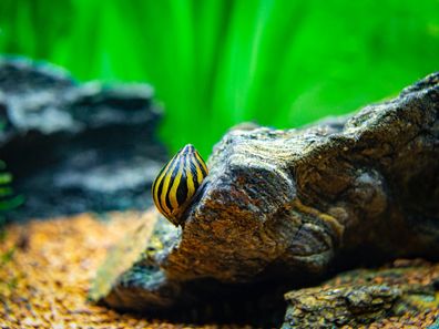 Zebra Rennschnecken - Neritina sp