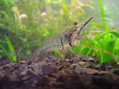 10 Stück !!! otscherengarnele - Macrobrachium peguens - (Planarienfresser)