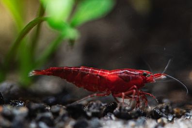 10 Stück Bloody Mary Garnelen - Neocaridina davidi - Intensive rote Süßwassergarnelen