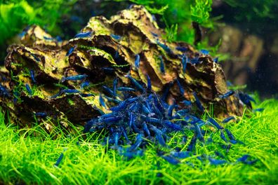 100x Neocaridina davidi Blue Dream - Farbintensive Blaue Zuchtgarnelen