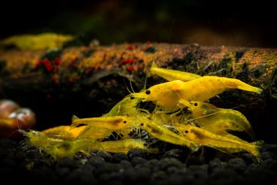 Yellow Fire Garnele - Gelbe Garnele - Neocaridina davidi "Yellow " 10 Stück