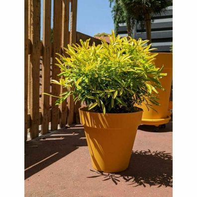 Blumentopf Riviera Soleilla Gelb, ß 60 cm, Höhe 54 cm