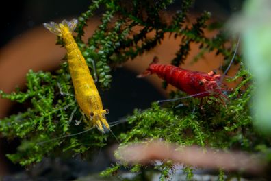 Rot/Gelb Mix Garnelen (Neocaridina davidi)-10 Stück für Nano- & Gesellschaftsaquarium