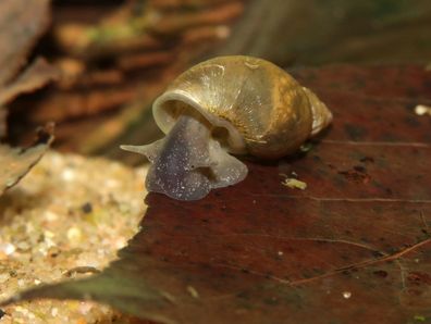 10 Stück Yoda Schnecke (Eiförmige Schlammschnecke) - Radix balthica Aquarium