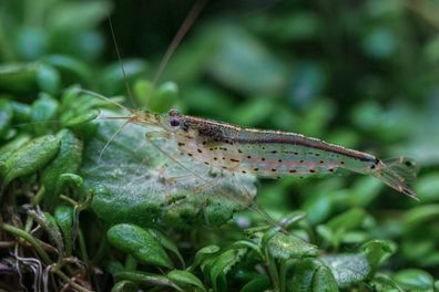 Amanogarnele S (Caridina multidentata)- Algenfresser Garnelen fürs Süßwasser Aquarium
