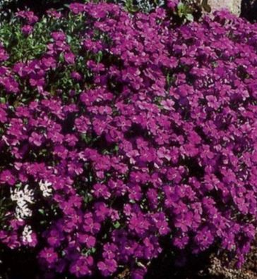 Blaukissen Whitewell Gem Samen - Aubrieta, dunkelpurpur, Polsterstaude