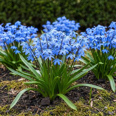 Exotenherz Blumenzwiebeln - Blaustern Scilla Siberica (50 Stück) Durchmesser 7-8cm