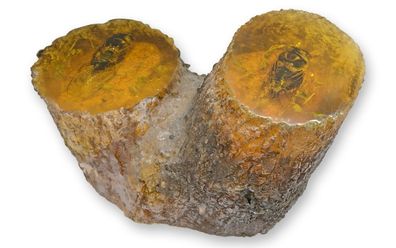 Künstliche Zikade Amber Fossil Replikat Retro Design Dekoration