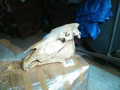 PFERDE Schädel Schädel Knochen Präparat Trophäe 2. Wahl mit fehlenden Zähnen