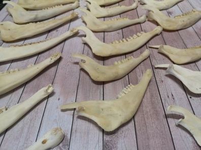 ECHTE Unterkiefer HÄLFTE Schädel REH WILD Präpariert