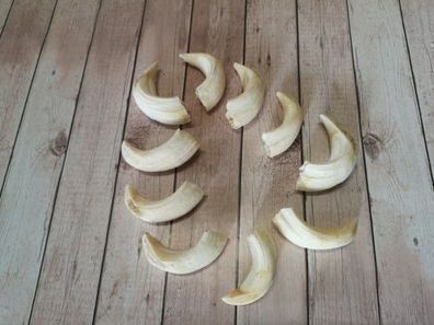 10x echte Wildschwein Zähne Wildschwein Zähne Haderer NEU und professionell