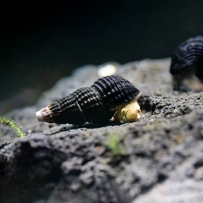 mini Tylomelania