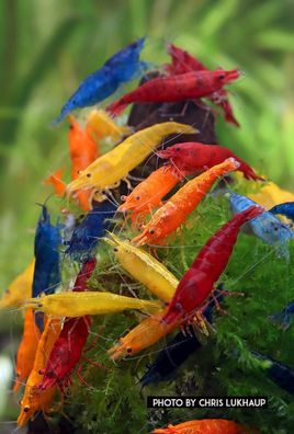 50 Stück Garnelen Mix / schwarz, blau, rot, braun, orange, farblos ! ausselektiert !