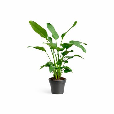 Strelitzia Nicolai - Ø24cm - 170-180cm - Zimmerpflanze - Immergrün