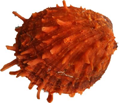 Echte Muschel für Aquarium - Natürliche Deko Muschel - Geschlossen