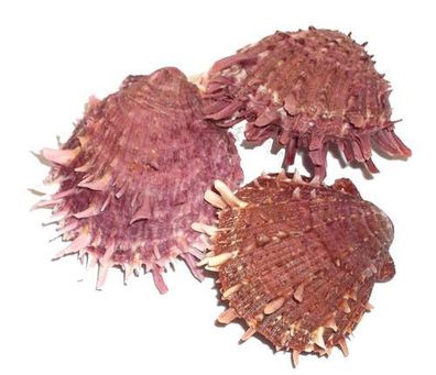 Echte Stachelauster - Öffnbar - Aquarium & Deko Muschel