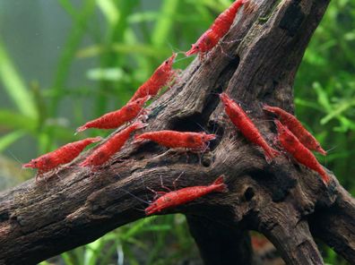 Red Cherry Garnele - Red Fire Garnele - Neocardina davidi "Red"