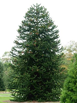 Chilenische Schmucktanne Araucaria araucana 20-25 cm Affenbaum winterhart