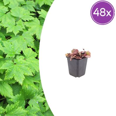 Tiarella cordifolia | 48 Stück - Ø9cm - 10-25cm - Gartenpflanze