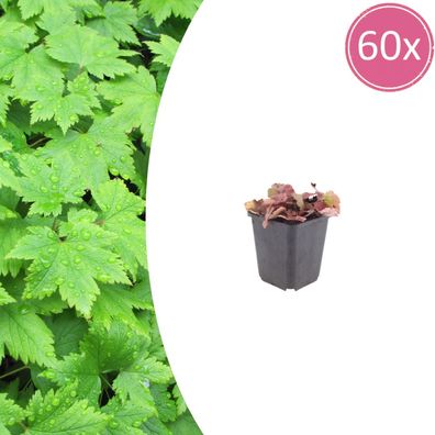 Tiarella cordifolia | 60 Stück - Ø9cm - 10-25cm - Gartenpflanze